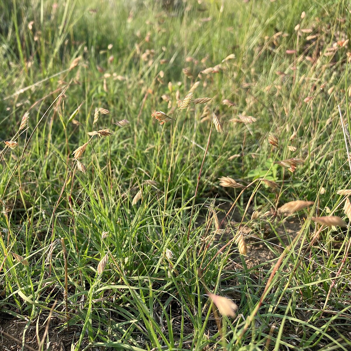 Prairie Buffalo Grass (Bouteloua gracilis) ? Drought-Tolerant, Low-Maintenance Lawn Seed