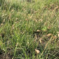 Prairie Buffalo Grass (Bouteloua gracilis) ? Drought-Tolerant, Low-Maintenance Lawn Seed