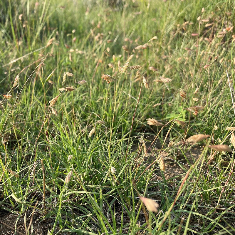 Prairie Buffalo Grass (Bouteloua gracilis) ? Drought-Tolerant, Low-Maintenance Lawn Seed