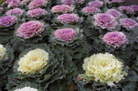 Heirloom Non-GMO Brassica Kale Flower Seeds for Planting – Edible Ornamental Garden Greens