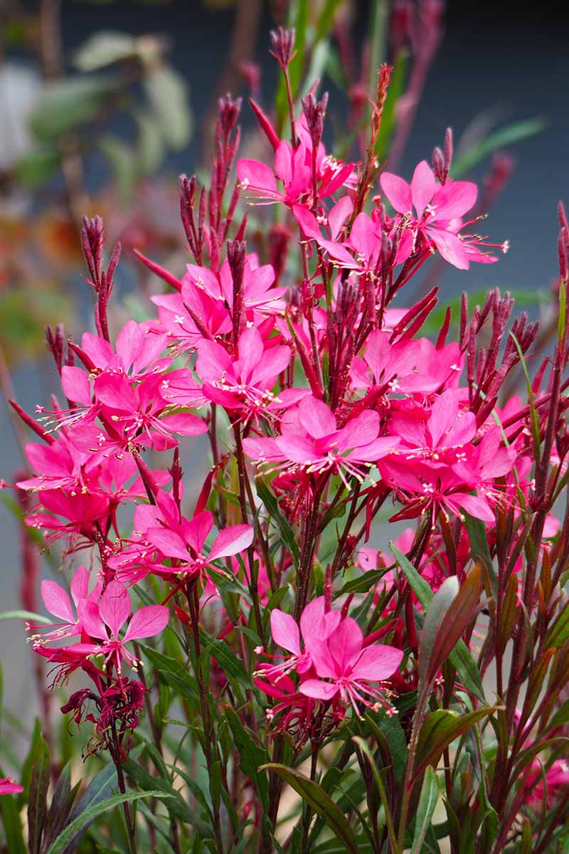 Pink Gaura Flower Seeds for Planting, Fresh, NON GMO Seeds