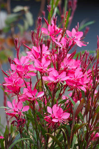 Pink Gaura Flower Seeds for Planting, Fresh, NON GMO Seeds