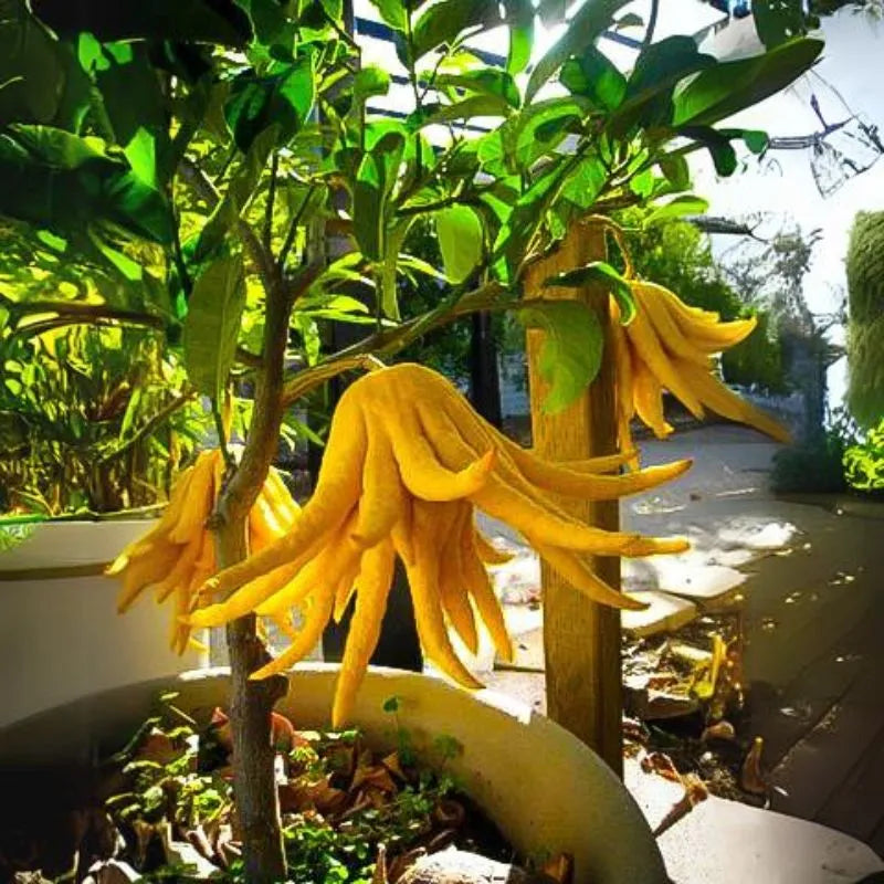 Buddha's Hand Flower Seeds for Planting - NON GMO Seeds