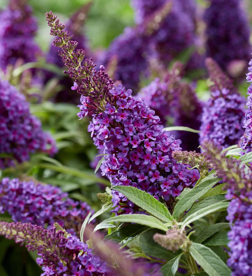 Blue Buddleia Butterfly Bush Flower Seeds for Planting - NON GMO Seeds