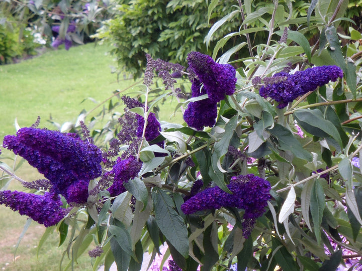 Heirloom Non-GMO Buddleia Davidii Flower Seeds for Planting – Butterfly Bush Garden Blooms