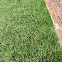 Sundance Buffalo Grass Seed - Drought-Resistant, Low-Maintenance Lawn Solution