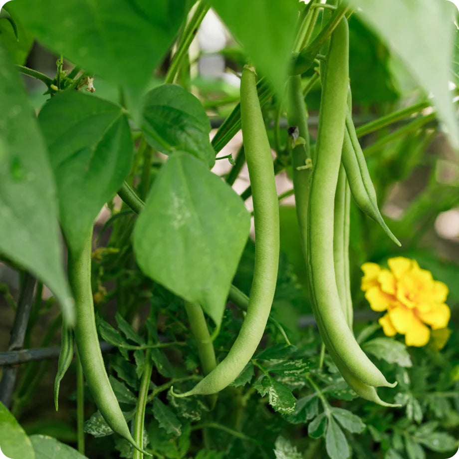 Blue Lake Pole Bean Seeds for Planting heirloom & Non-GMO Seeds
