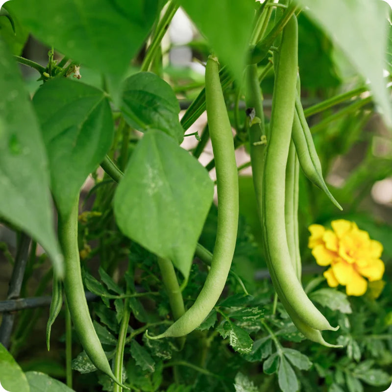 Blue Lake Pole Bean Seeds for Planting heirloom & Non-GMO Seeds