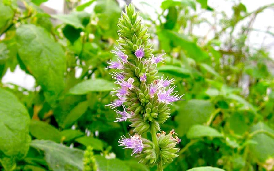 Bushy Patchouli plant adding greenery to an ornamental herb garden.