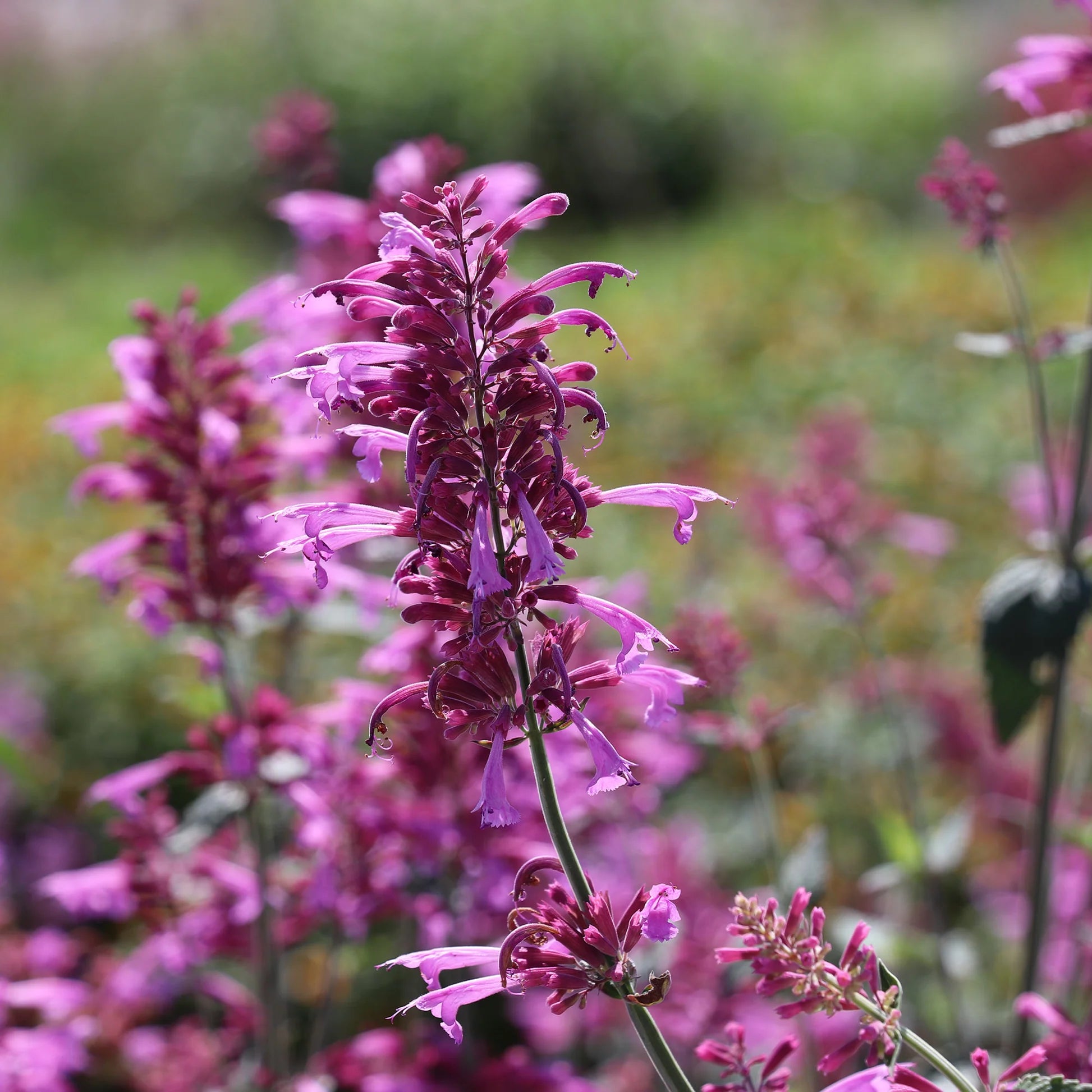 Agastache Cana Flower Seeds for Planting - NON GMO Seeds