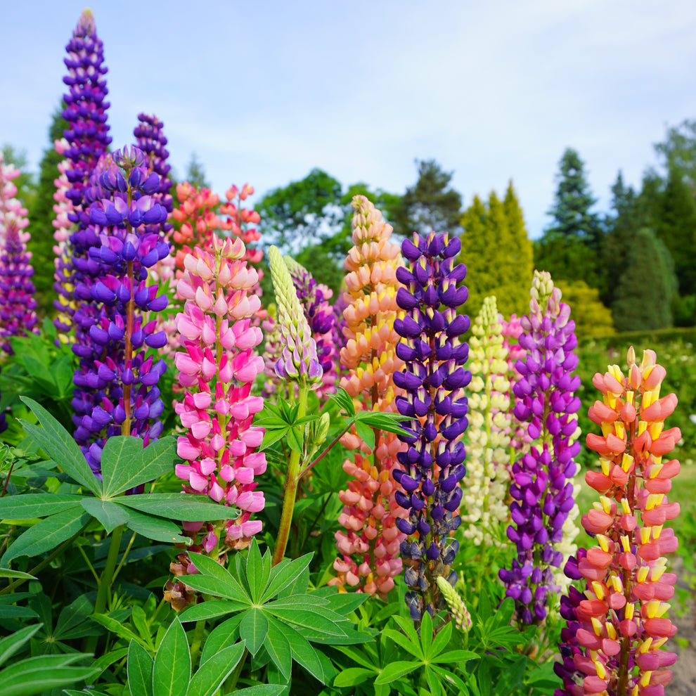 Heirloom (Heirloom scientific name) for planting in garden
