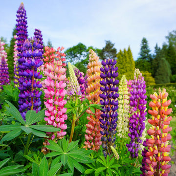 Lupine Flower Seeds for Planting, Heirloom, Non-GMO, 100 pcs for planting in home garden
