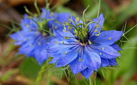 Blue Nigella Jekyll Flower Seeds for Planting - 100 pcs seeds for planting in home garden