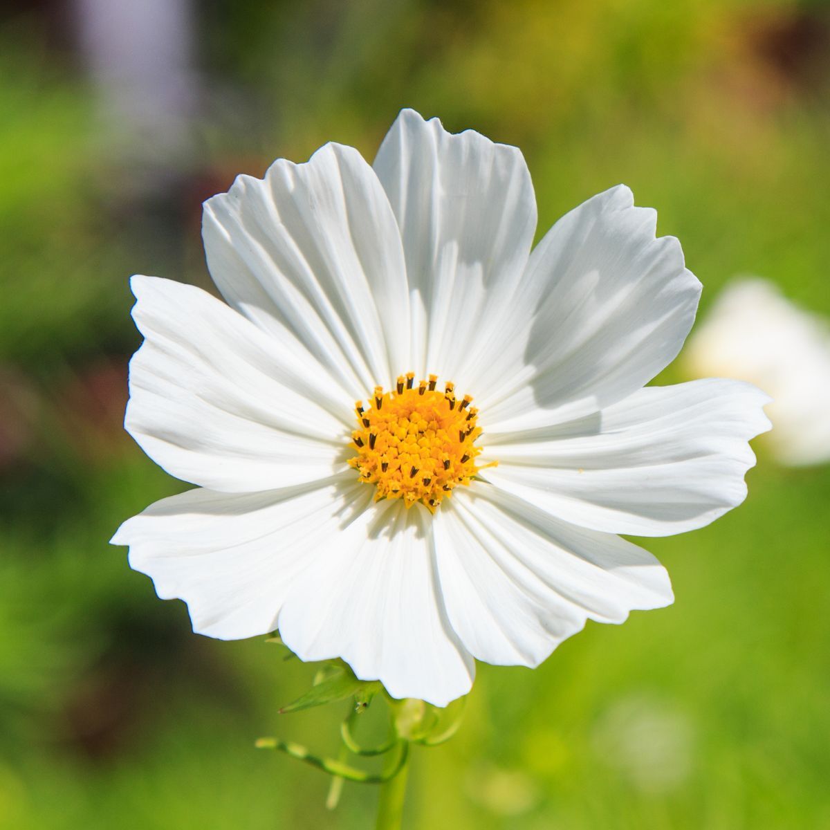 White Cosmos Flower Seeds for Planting â€“ Non-GMO, Heirloom, Vibrant Garden Blooms
