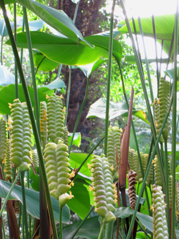 Green (Green scientific name) for planting in garden