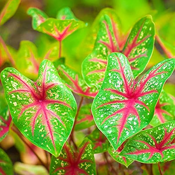 Caladium Dark Blue Flower Seeds for Planting NON GMO Seeds