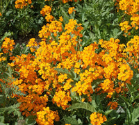 Heirloom Non-GMO Siberian Flower Seeds for Planting – Cold-Hardy Ornamental Garden Blooms