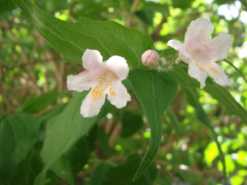Heirloom (Heirloom scientific name) for planting in garden
