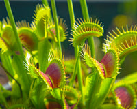 Green Venus Flytrap Live Carnivorous Plant for Insect Control & Home Decor