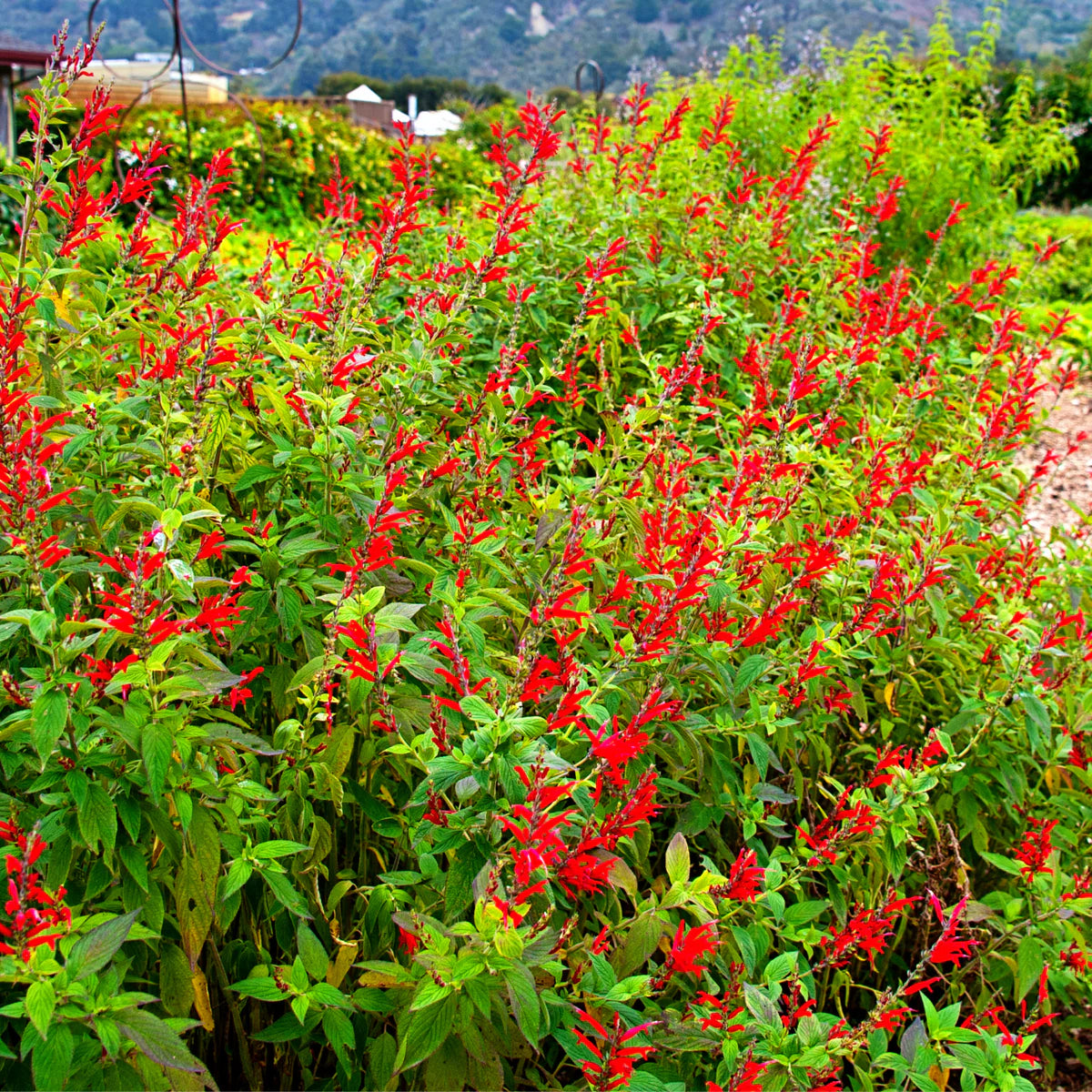 Pineapple Sage Flower Seeds for Planting - Heirloom and Non-GMO Seeds for Home Garden