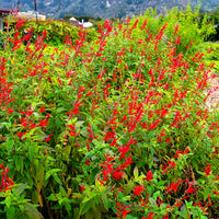 Pineapple Sage Flower Seeds for Planting - Heirloom and Non-GMO Seeds for Home Garden