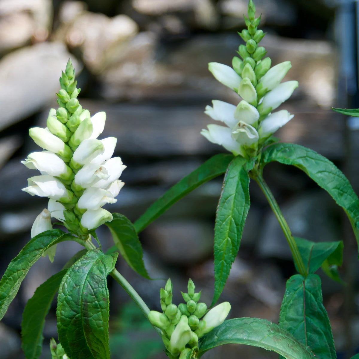 Chelone Glabra Flower Seeds – Heirloom Non-GMO Seeds for Moist and Shade Garden Planting