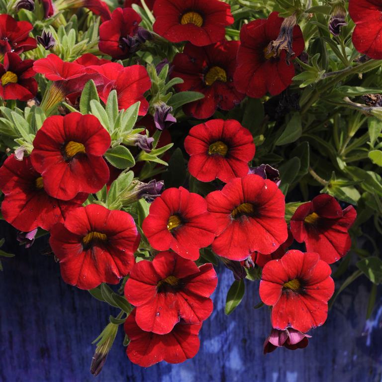 Red Calibrachoa Flower Seeds for Planting -Heirloom & Non-GMO Seeds for planting
