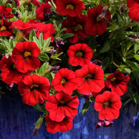 Red Calibrachoa Flower Seeds for Planting -Heirloom & Non-GMO Seeds for planting