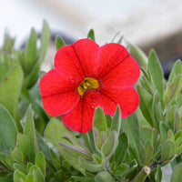 Red Calibrachoa Flower Seeds for Planting -Heirloom & Non-GMO Seeds for planting