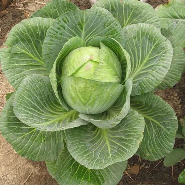 Cabbage plants growing from seeds in a vegetable garden bed.