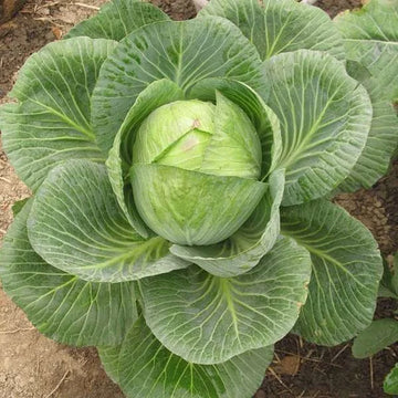 Cabbage plants growing from seeds in a vegetable garden bed.