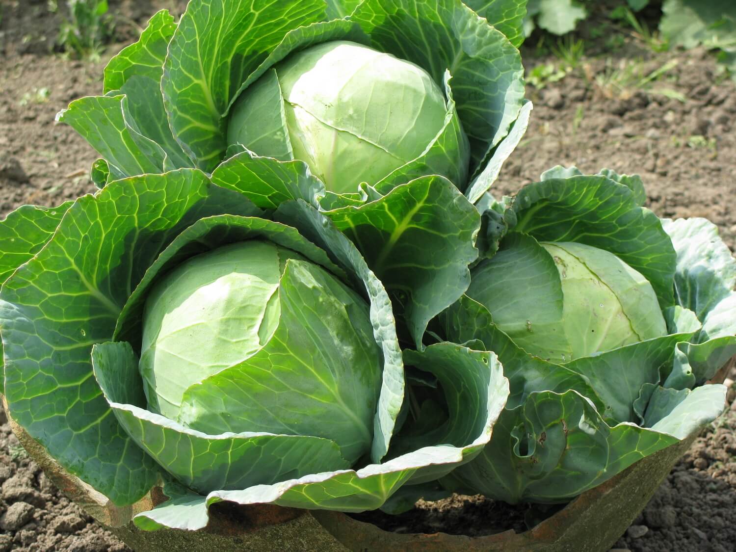 Cabbage Vegetable Seeds for Planting heirloom & Non-GMO Seeds