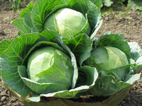 Cabbage Vegetable Seeds for Planting heirloom & Non-GMO Seeds
