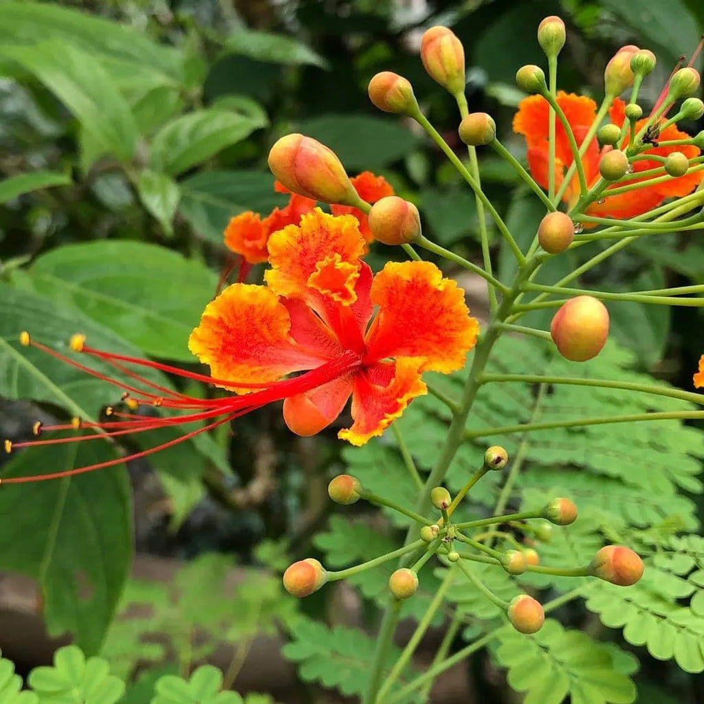 Caesalpinia Flower Seeds 100 pc for Planting 100 pcs