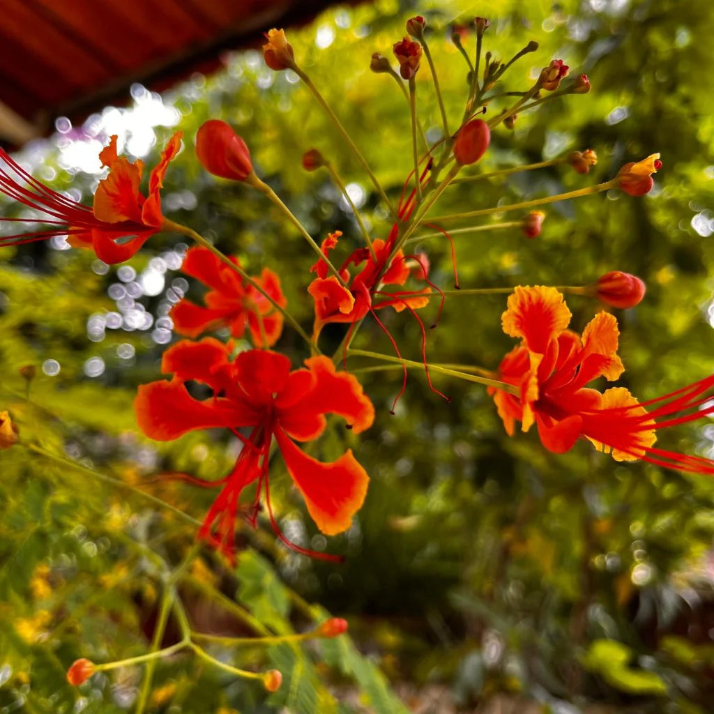 Caesalpinia Flower Seeds 100 pc for Planting 100 pcs