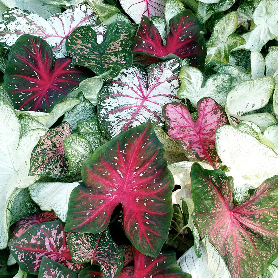 Red Caladium Bulbs | Variegated Foliage Perennial for Shade Gardens