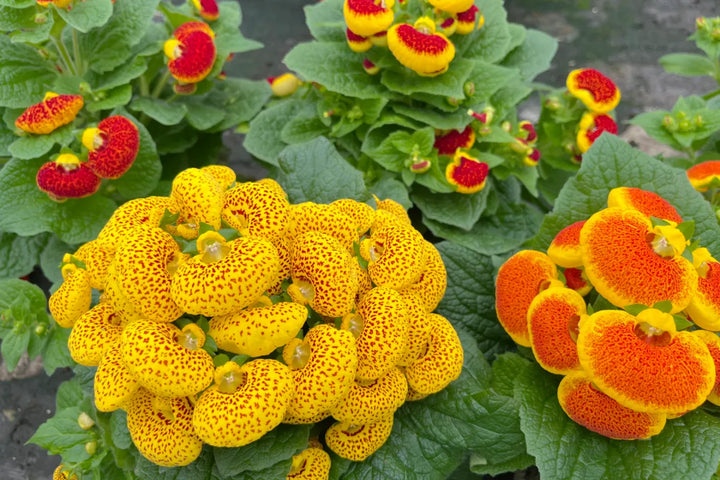 Calceolaria Zapatilla Flower Seeds for Planting, NON GMO Seeds