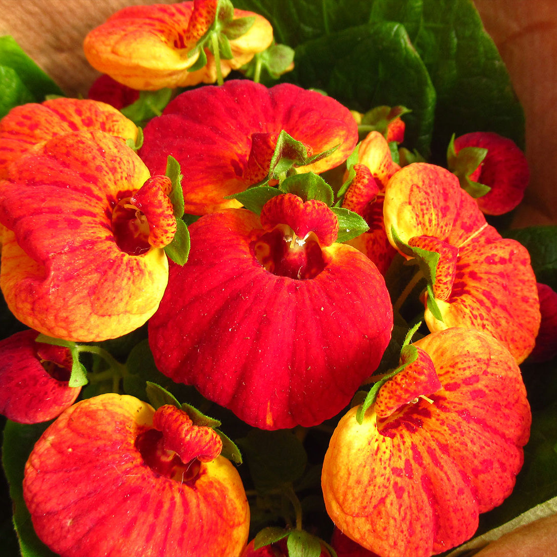 Calceolaria Flower Seeds – Heirloom Non-GMO Seeds for Bright and Decorative Garden Planting