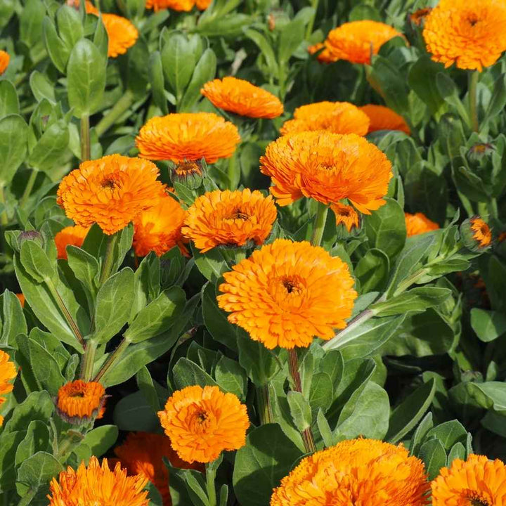 Calendula Marigold Flower Seeds, Heirloom, Non-GMO Seeds for Bright Home Garden Blooms