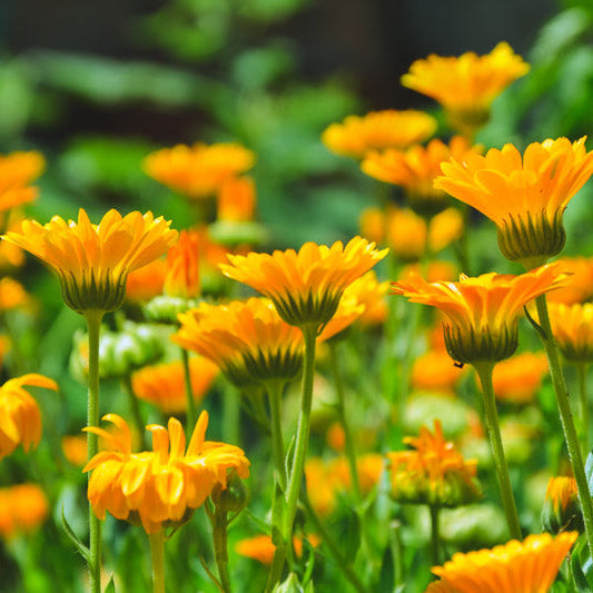 Calendula Marigold Flower Seeds, Heirloom, Non-GMO Bright Blooms for Home Gardens