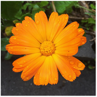 Heirloom Non-GMO Autumn Sowing Flower Seeds for Planting – Cool Season Hardy Garden Blooms