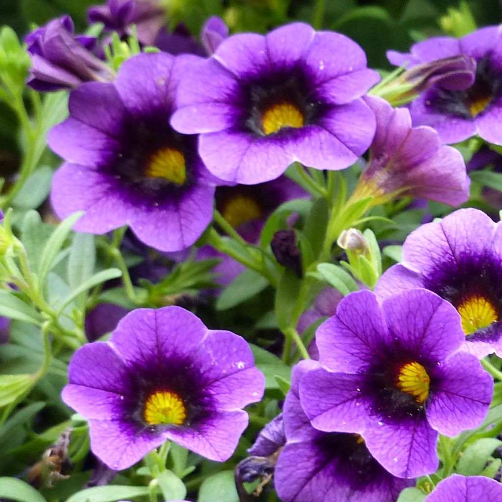 Heirloom Purple Calibrachoa Flower Seeds for Planting â€“ Non-GMO, Vibrant Blooming Flower Seeds for planting in home garden