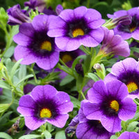 Heirloom Purple Calibrachoa Flower Seeds for Planting â€“ Non-GMO, Vibrant Blooming Flower Seeds for planting in home garden