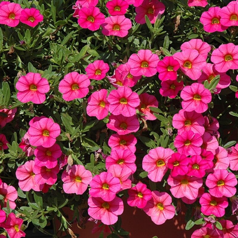 Deep Pink Calibrachoa Flower Seeds for Planting -Heirloom & Non-GMO Seeds for planting