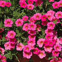 Deep Pink Calibrachoa Flower Seeds for Planting -Heirloom & Non-GMO Seeds for planting