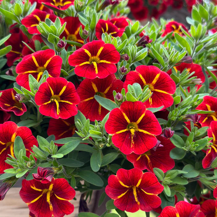 Red Calibrachoa Flower Seeds for Planting -Heirloom & Non-GMO Seeds for planting