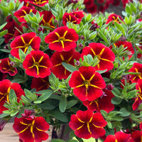 Red Calibrachoa Flower Seeds for Planting -Heirloom & Non-GMO Seeds for planting
