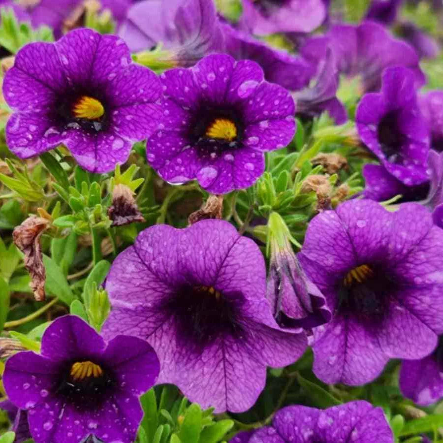 Heirloom Calibrachoa Flower Seeds for Garden Planting, Non-GMO, Mini Petunia Blooms for Hanging Baskets