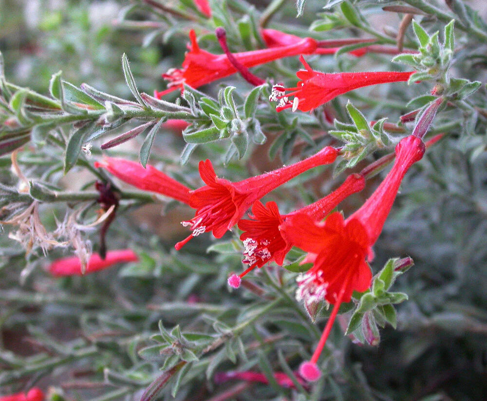 Epilobium Canum Flower Seeds – Heirloom, Non-GMO, Hummingbird-Friendly Blooms for Planting