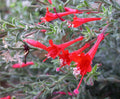 Epilobium Canum Flower Seeds – Heirloom, Non-GMO, Hummingbird-Friendly Blooms for Planting - Canum for planting in home garden